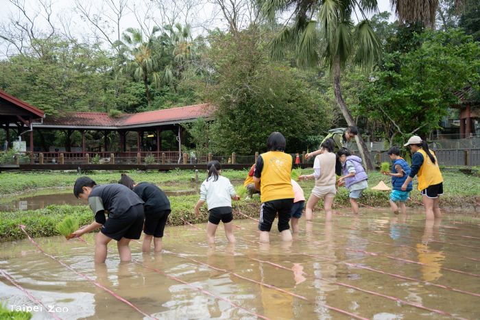 動物園裡當小農夫！春耕插秧體驗開跑，親手種下自然與生態的希望